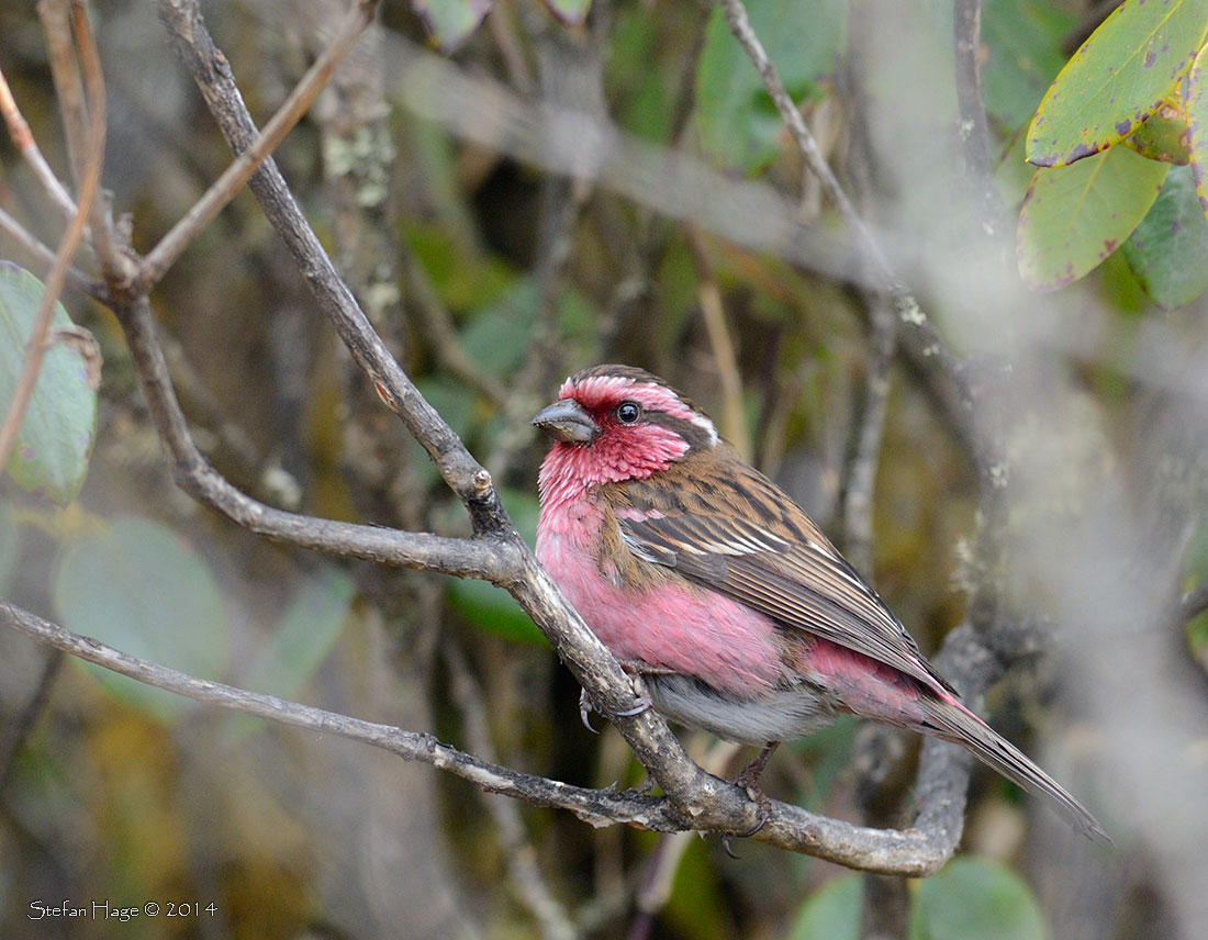 Гималайская розовая чечевица птица